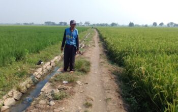 Petani Kecewa, Akses Jalan Menuju TPU Kampung Galian Bunut Desa Sukaindah, Tak Kunjung di Bangun