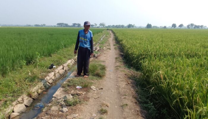 Petani Kecewa, Akses Jalan Menuju TPU Kampung Galian Bunut Desa Sukaindah, Tak Kunjung di Bangun