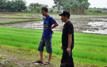 Rohmat Kaur Pemdes Pantai Mekar: Gotong Jenazah Lewat Sawah Itu Sudah Biasa