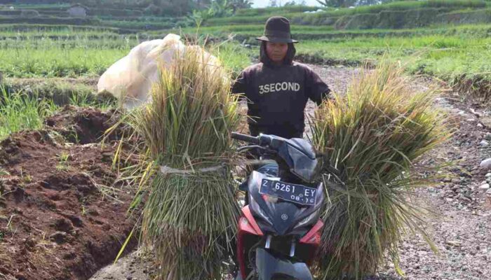 Program TMMD ke-120 Ini Ungkap Warga Kampung Buleud 