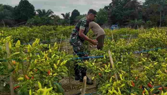 Babinsa Koramil 420-04/Sarolangun Bantu Petani Panen Cabe Rawit